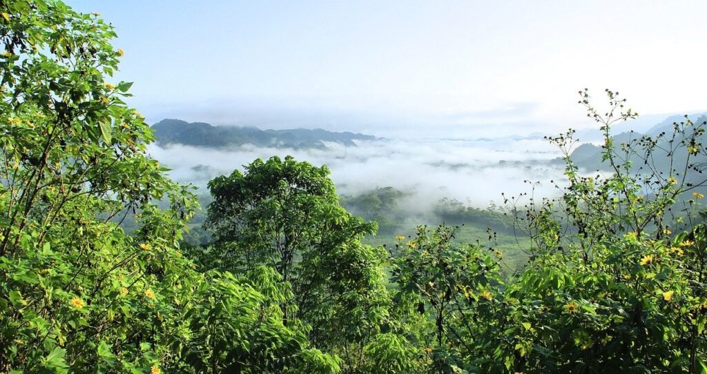 selva amazónica