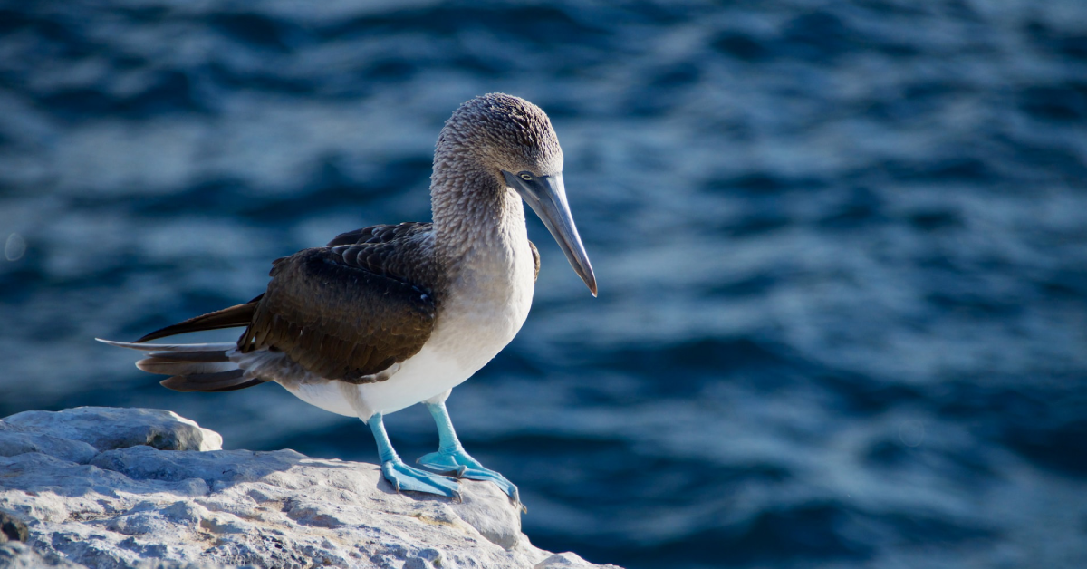 Galapagos