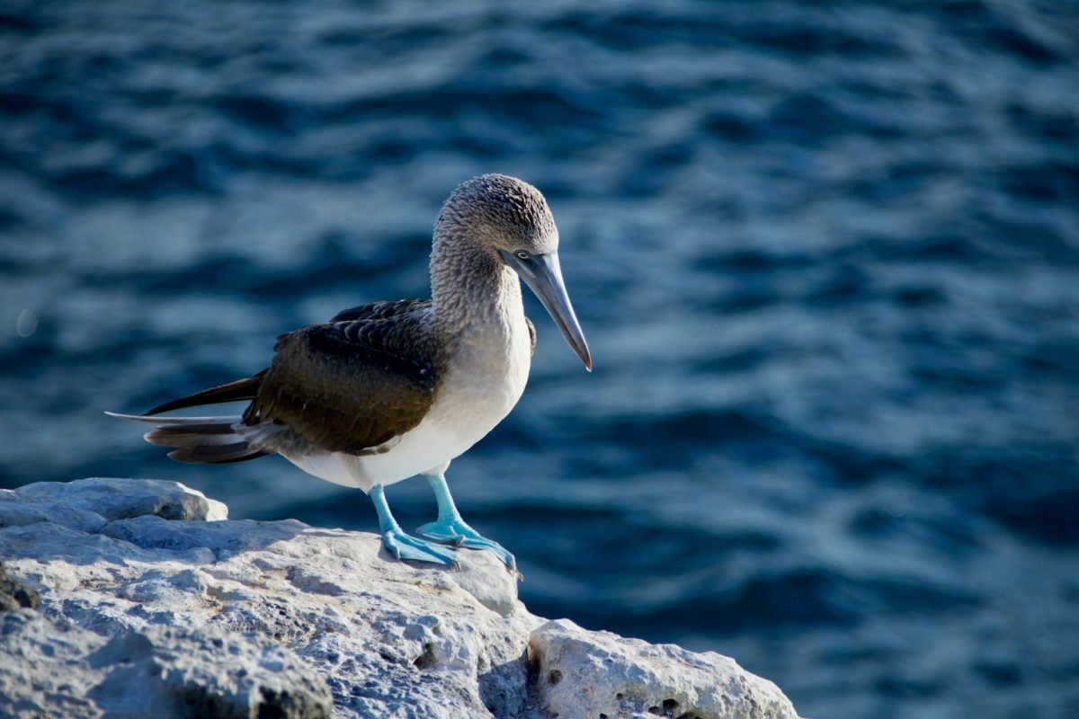 Encuentro con la vida marina de Galápagos